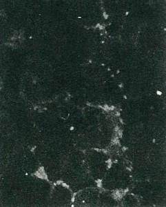 Immunocytochemistry/ Immunofluorescence - Biotin Anti-Hepatitis C Virus antibody [NS5B-6] (AB122972)