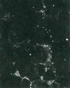 Immunocytochemistry/ Immunofluorescence - Biotin Anti-Hepatitis C Virus antibody [NS5B-6] (AB122972)