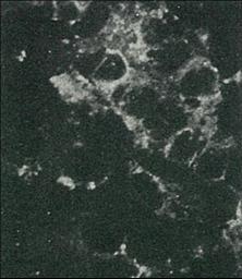 Immunocytochemistry/ Immunofluorescence - Biotin Anti-Hepatitis C Virus Core Antigen antibody [H6-29] (AB192050), expandable thumbnail