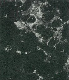 Immunocytochemistry/ Immunofluorescence - Biotin Anti-Hepatitis C Virus Core Antigen antibody [H6-29] (AB192050)