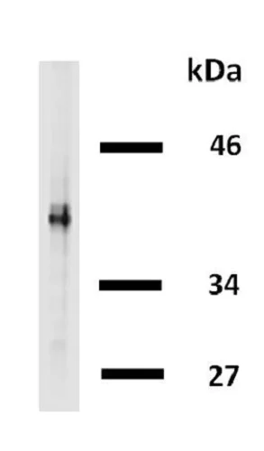 Western blot - Biotin Anti-HLA G antibody [4H84] (AB52456)