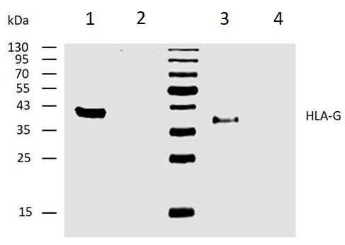 Western blot - Biotin Anti-HLA G antibody [4H84] (AB52456)