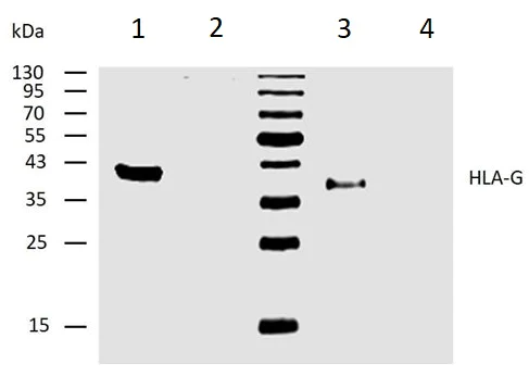 Western blot - Biotin Anti-HLA G antibody [4H84] (AB52456)