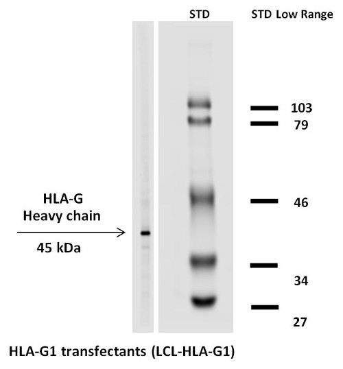 Western blot - Biotin Anti-HLA G antibody [MEM-G/1] (AB26034)