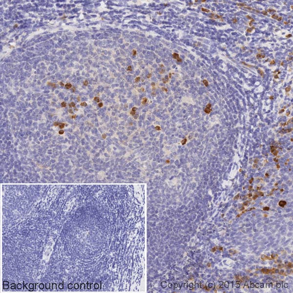 Immunohistochemistry (Formalin/PFA-fixed paraffin-embedded sections) - Biotin Anti-Human Kappa Chain antibody [EPR5539-71-8] (AB201490), expandable thumbnail