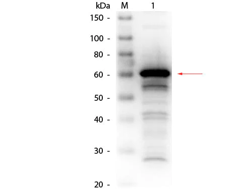 Western blot - Biotin Anti-Human Serum Albumin antibody (AB24207)