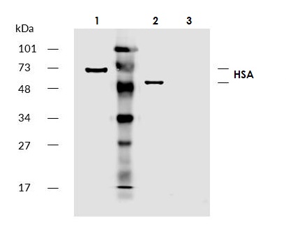 Western blot - Biotin Anti-Human Serum Albumin antibody [AL-01] (AB81426)
