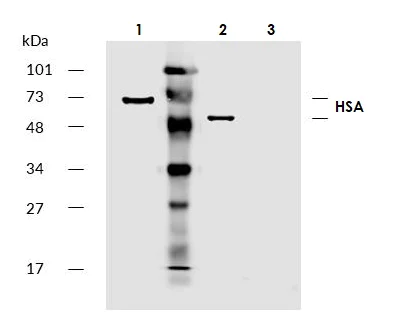 Western blot - Biotin Anti-Human Serum Albumin antibody [AL-01] (AB81426)