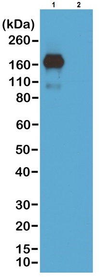 Western blot - Biotin Anti-IgA antibody [RM220] (AB222777), expandable thumbnail