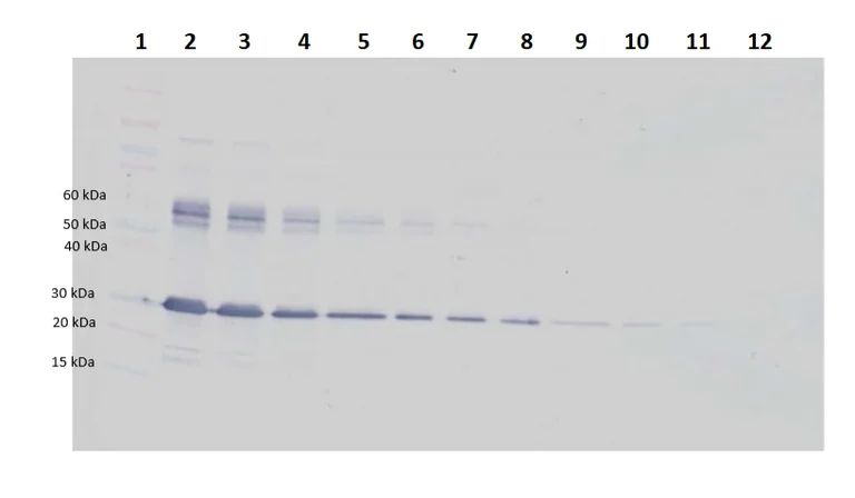 Western blot - Biotin Anti-IGFBP1 antibody (AB246315)