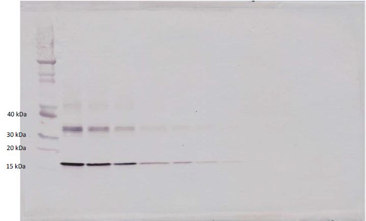 Western blot - Biotin Anti-IL-10 antibody (AB271261), expandable thumbnail