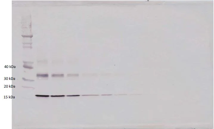 Western blot - Biotin Anti-IL-10 antibody (AB271261)