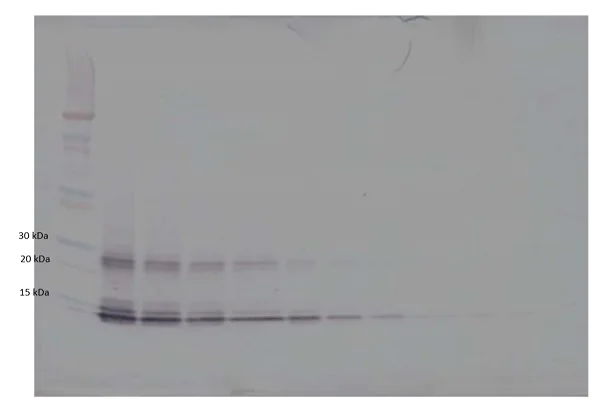Western blot - Biotin Anti-IL-15 antibody (AB83157)