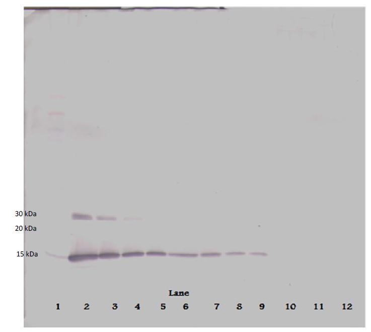 Western blot - Biotin Anti-IL-2 antibody (AB271228), expandable thumbnail