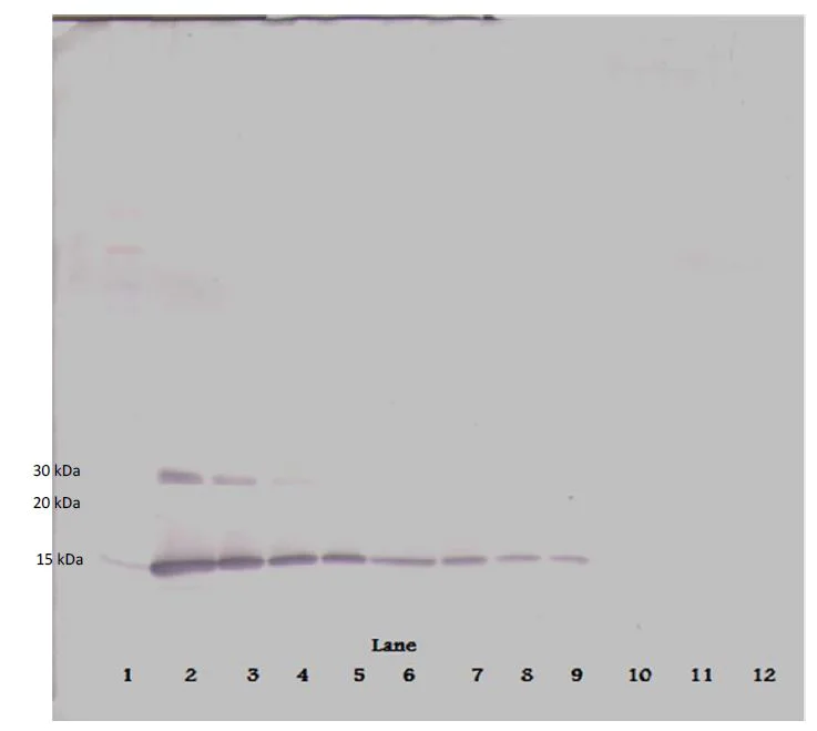 Western blot - Biotin Anti-IL-2 antibody (AB271228)