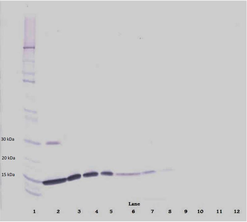 Western blot - Biotin Anti-IL-2 antibody (AB271229), expandable thumbnail