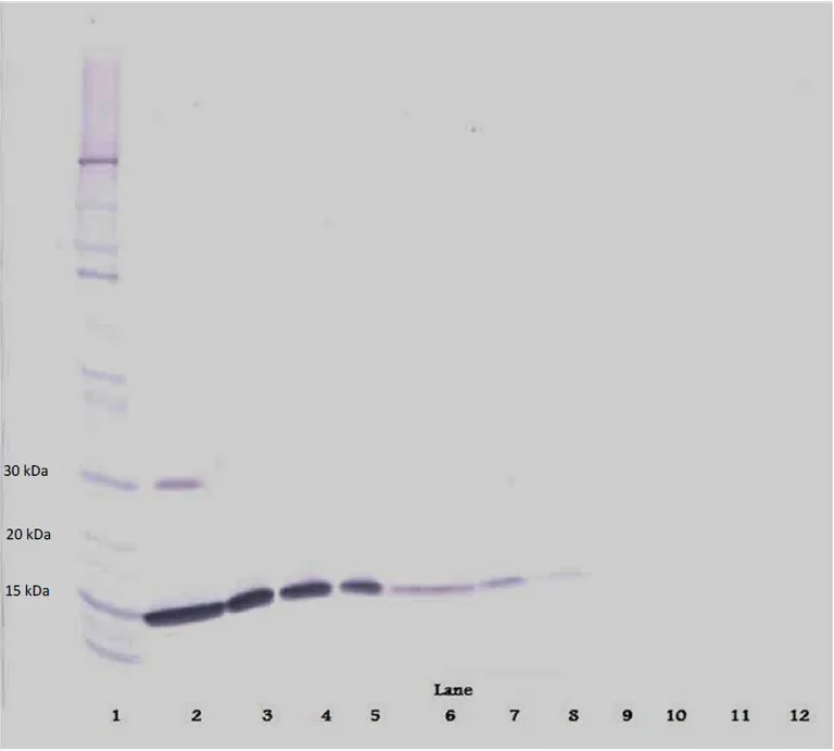 Western blot - Biotin Anti-IL-2 antibody (AB271229)