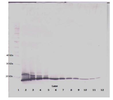Western blot - Biotin Anti-IL-2 antibody (AB271237), expandable thumbnail