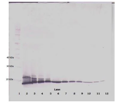 Western blot - Biotin Anti-IL-2 antibody (AB271237)