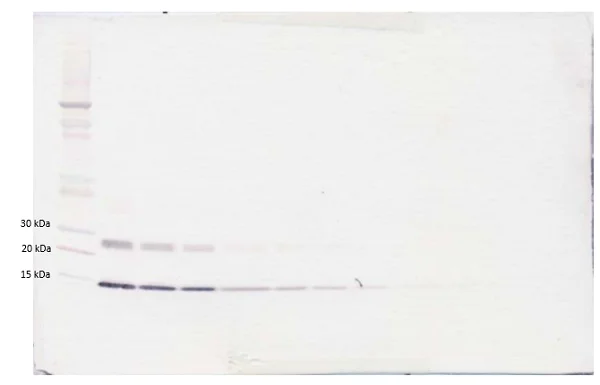 Western blot - Biotin Anti-IL-4 antibody (AB84242)