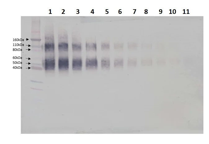 Western blot - Biotin Anti-IL-4R antibody (AB241113)