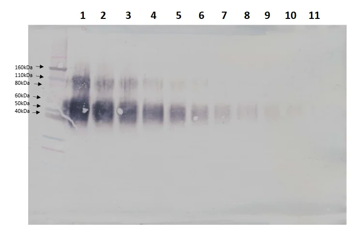 Western blot - Biotin Anti-IL-4R antibody (AB241113)