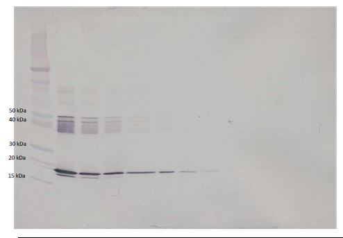 Western blot - Biotin Anti-IL-6 antibody (AB271236), expandable thumbnail
