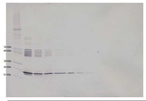 Western blot - Biotin Anti-IL-6 antibody (AB271236)