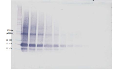 Western blot - Biotin Anti-IL-6 antibody (AB271270), expandable thumbnail