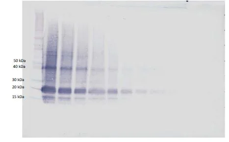Western blot - Biotin Anti-IL-6 antibody (AB271270)
