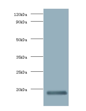Western blot - Biotin Anti-Interferon gamma antibody (AB193426)