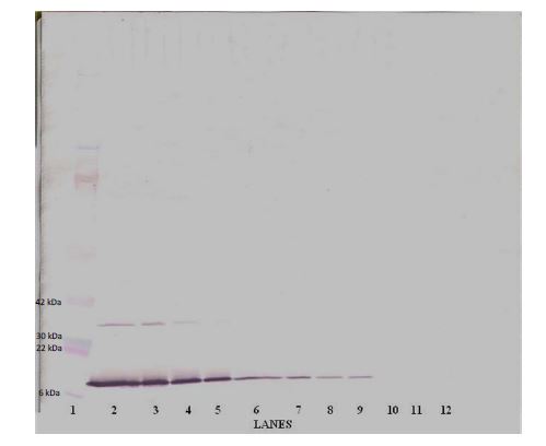 Western blot - Biotin Anti-Interferon gamma antibody (AB271206), expandable thumbnail
