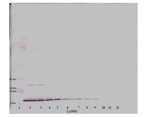 Western blot - Biotin Anti-Interferon gamma antibody (AB271206)
