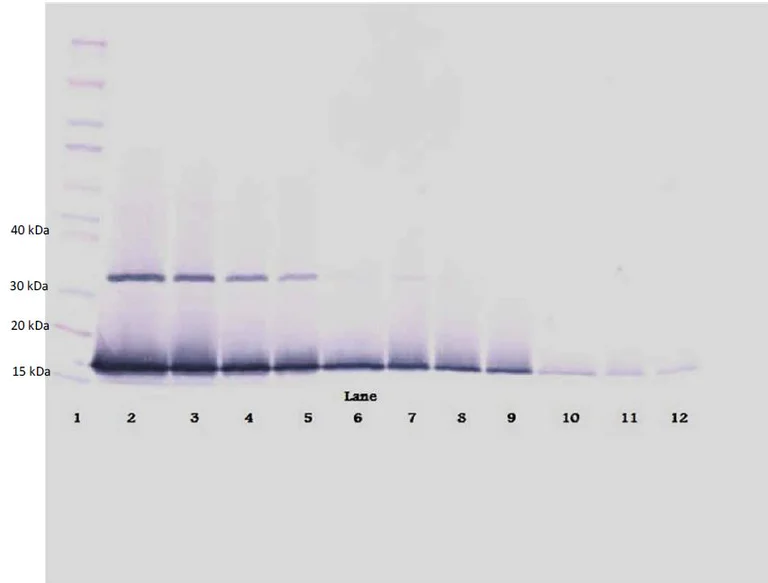 Western blot - Biotin Anti-Interferon gamma antibody (AB271249)