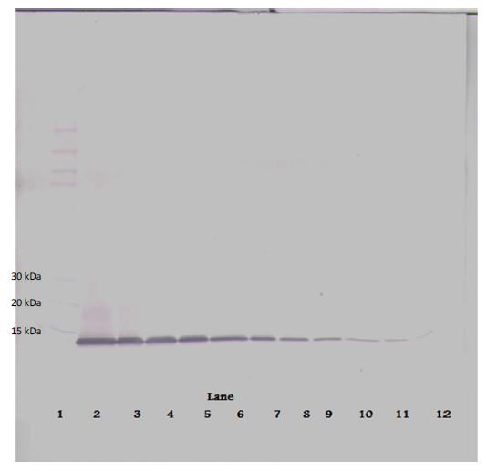 Western blot - Biotin Anti-IP10 antibody (AB271208), expandable thumbnail