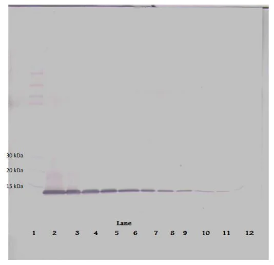 Western blot - Biotin Anti-IP10 antibody (AB271208)