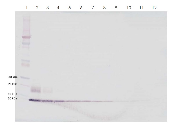 Western blot - Biotin Anti-IP10 antibody (AB271283), expandable thumbnail
