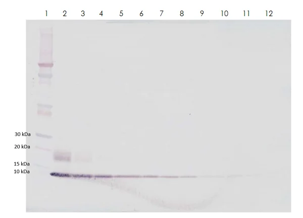 Western blot - Biotin Anti-IP10 antibody (AB271283)
