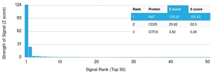 Protein Array - Biotin Anti-Ki67 antibody [MKI67/2465] (AB271811)