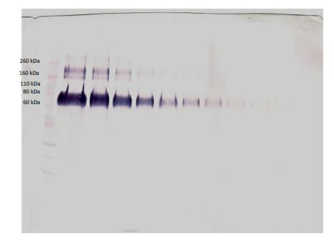 Western blot - Biotin Anti-Klotho antibody (AB271241), expandable thumbnail