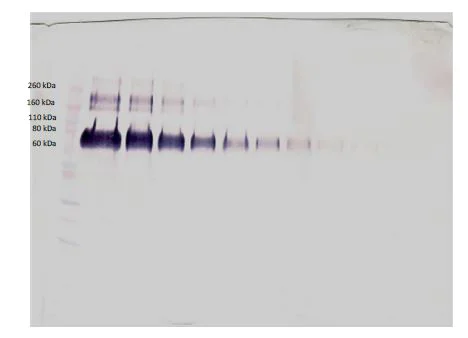 Western blot - Biotin Anti-Klotho antibody (AB271241)