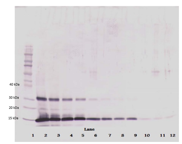 Western blot - Biotin Anti-Leptin antibody (AB271278), expandable thumbnail