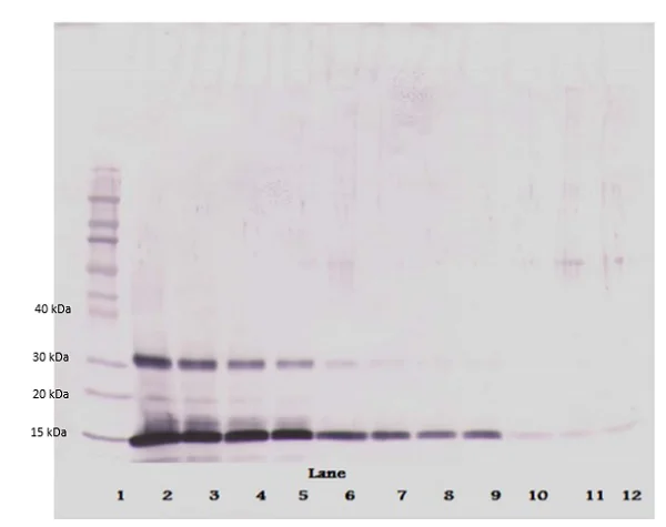 Western blot - Biotin Anti-Leptin antibody (AB271278)