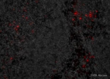 Immunohistochemistry (Frozen sections) - Biotin Anti-Listeria monocytogenes antibody (AB20766)