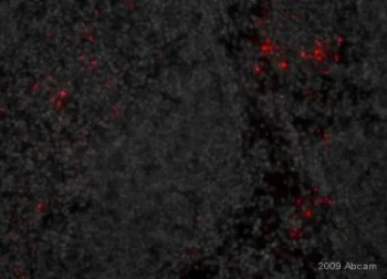 Immunohistochemistry (Frozen sections) - Biotin Anti-Listeria monocytogenes antibody (AB20766)
