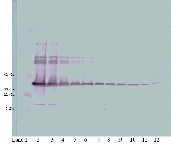 Western blot - Biotin Anti-M-CSF/CSF1 antibody (AB271262), expandable thumbnail