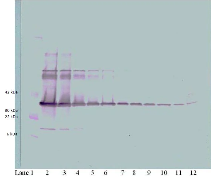 Western blot - Biotin Anti-M-CSF/CSF1 antibody (AB271262)