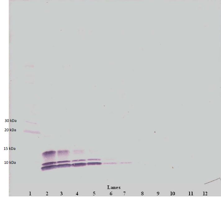 Western blot - Biotin Anti-Macrophage Inflammatory Protein 1 alpha / CCL3 antibody (AB271253), expandable thumbnail