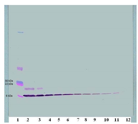 Western blot - Biotin Anti-Macrophage Inflammatory Protein 1 alpha / CCL3 antibody (AB83139), expandable thumbnail
