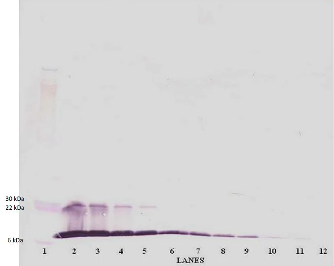 Western blot - Biotin Anti-MCP1 antibody (AB271250)